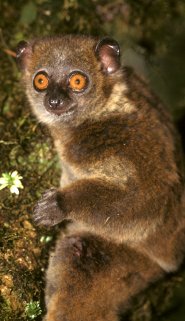 Small-toothed Sportive Lemur Small-toothed Sportive Lemur