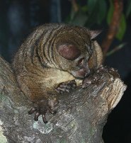Small-eared galago Small-eared galago