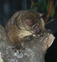 Small-eared galago