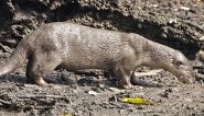 Smooth-coated otter