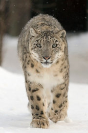 Snow leopard Snow leopard
