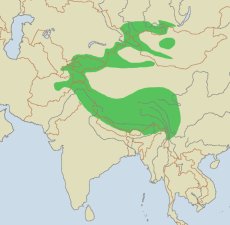Snow leopard range Snow leopard range