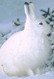 Snowshoe hare Snowshoe hare