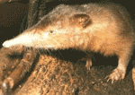 solenodontidae solenodontidae