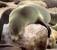 South african fur seal South african fur seal