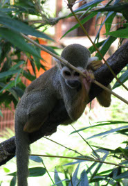South American Squirrel Monkey South American Squirrel Monkey