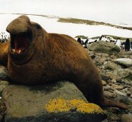Southern elephant seal Southern elephant seal