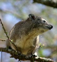 Southern tree hyrax Southern tree hyrax