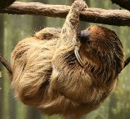 Southern two-toed sloth Southern two-toed sloth