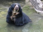 Spectacled bear Spectacled bear