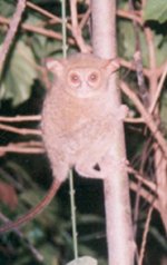 Spectral tarsier Spectral tarsier