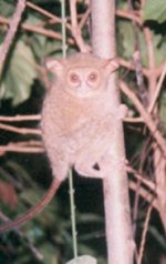 Spectral tarsier