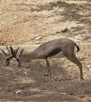 Speke's gazelle Speke's gazelle