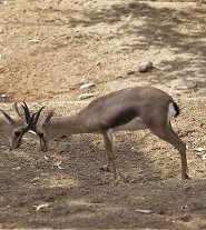 Speke's gazelle