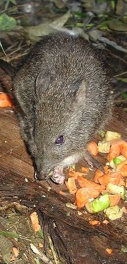 Spinifex hopping mouse Spinifex hopping mouse
