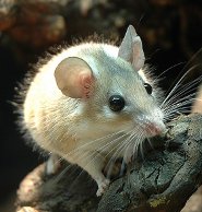 Spiny mouse Spiny mouse