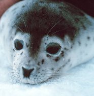 Spotted seal Spotted seal