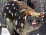 Spotted quoll Spotted quoll