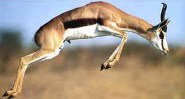 Springbok Springbok