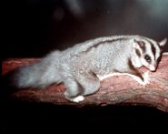 Squirrel glider Squirrel glider