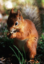 red-squirrel