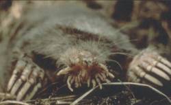 star nosed mole star nosed mole