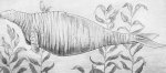 Stellers sea cow Stellers sea cow