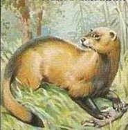 Steppe polecat Steppe polecat