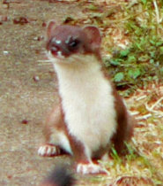 Stoat Stoat