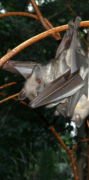 Straw-colored fruit bat Straw-colored fruit bat