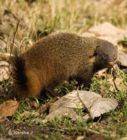Stripe necked mongoose