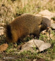 Stripe-Necked Mongoose