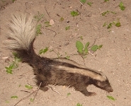 Striped hog-nosed skunk Striped hog-nosed skunk