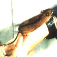 Striped field mouse Striped field mouse