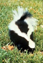 Striped skunk Striped skunk