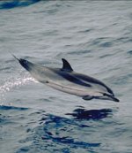Striped dolphin Striped dolphin