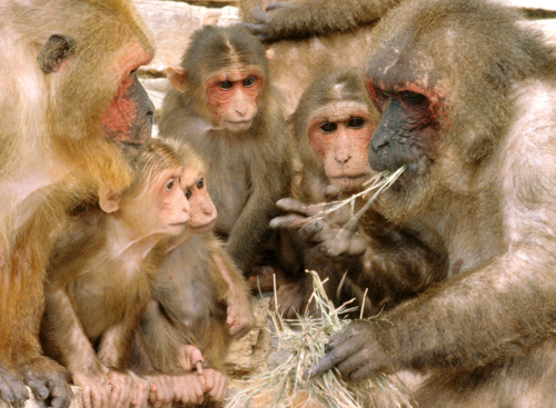 Stump-tailed macaques Stump-tailed macaques