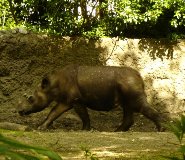 Sumatran rhinoceros