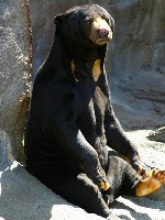 sun bear