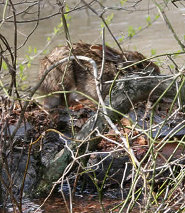 Swamp rabbit riding a log Swamp rabbit riding a log