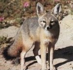 Swift fox Swift fox