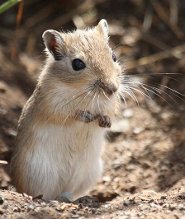 Tamarisk gerbil Tamarisk gerbil