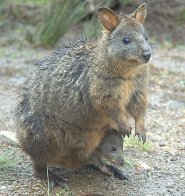 Tasmanian pademelon Tasmanian pademelon