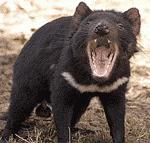 Tasmanian devil