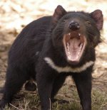 Tasmanian devil Tasmanian devil
