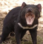 Tasmanian devil