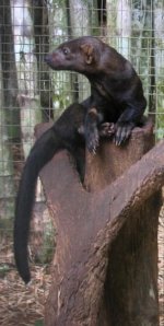 Tayra Tayra