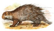 Thick spined porcupine Thick spined porcupine