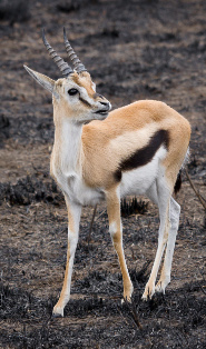 Thomson's gazelle Thomson's gazelle
