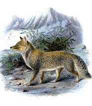 Tibetan fox Tibetan fox